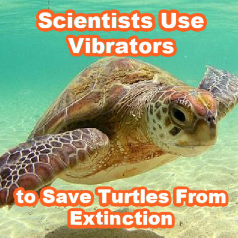 Scientists Use Vibrators to Save Turtles From Extinction