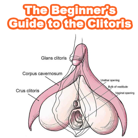 The Beginner's Guide to the Clitoris by Victoria Fleming