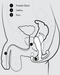 An illustrated diagram of the male pelvic region showing the prostate gland, urethra, and anus labeled with numbers corresponding to a legend, emphasizing Aneros Maximus Trident Hands-Free Prostate Stimulator stimulation.