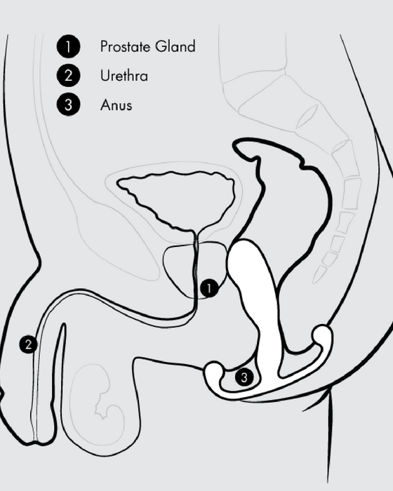 Graphic showing how to wear Aneros Eupho Trident Hands-Free Prostate Stimulator