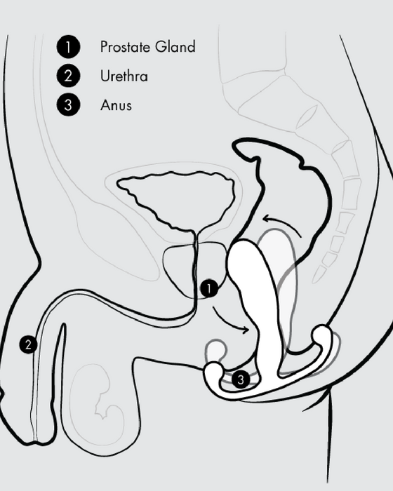 Graphic showing how to wear Aneros Eupho Trident Hands-Free Prostate Stimulator