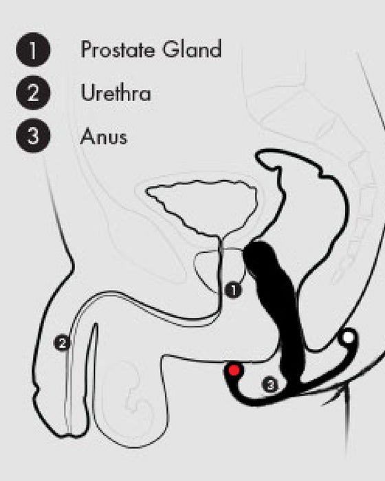 Aneros Eupho Syn Trident Hands-Free Silicone Prostate Stimulator GRAPHIC SHOWING HOW IT'S WORN