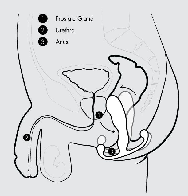 A black and white anatomical diagram of the male reproductive system highlighting three components: 1 - Prostate Gland, 2 - Urethra, and 3 - Anus. Arrows indicate the pathway of the urethra through the prostate and penis, emphasizing areas involved in prostate stimulation by the Aneros Maximus Trident Hands-Free Prostate Stimulator from Aneros.