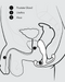 An anatomical diagram showing a male pelvis with labels indicating the prostate gland, urethra, and anus as part of the Aneros Helix Trident Hands-Free Prostate Stimulator Series.